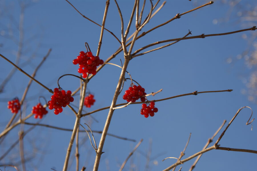 Bild rote Beeren Winter